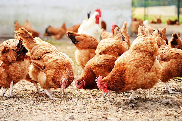 Giriraja chicken